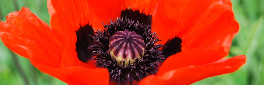 Willkommen auf reiki-altdorf.de