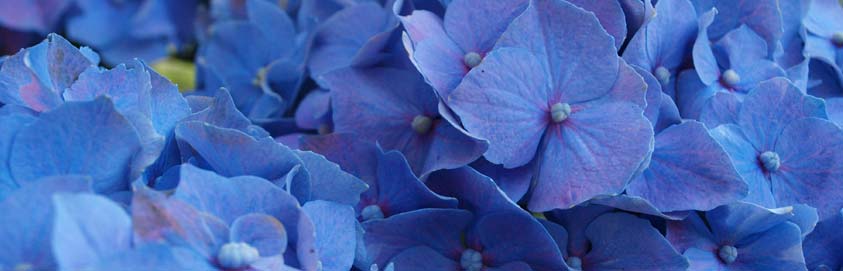 Willkommen auf reiki-lehnert.de