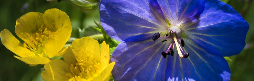 Reiki Ausbildung Lehrer Meister - erster Grad