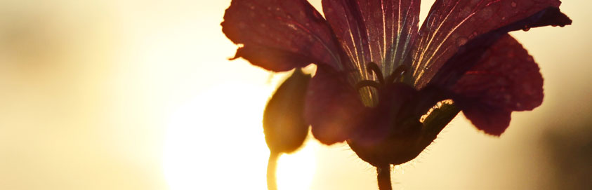 Reiki Ausbildung Lehrer Meister
