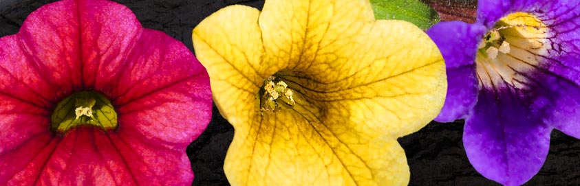 Willkommen auf reiki-lehnert.de