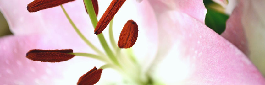 Willkommen auf reiki-lehnert.de